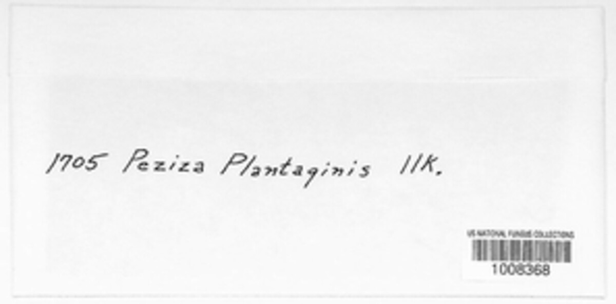 Mollisia plantaginis image